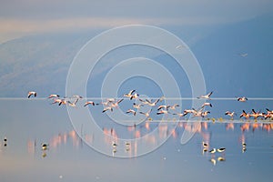 Flock of pink flamingos from Lake Manyara, Tanzania