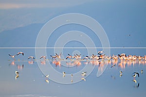 Flock of pink flamingos from Lake Manyara, Tanzania