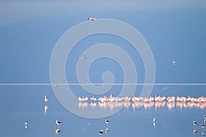 Flock of pink flamingos from Lake Manyara, Tanzania