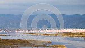 Flock of pink flamingos from Lake Manyara, Tanzania