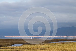 Flock of pink flamingos from Lake Manyara, Tanzania