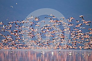 Flock of pink flamingos from Lake Manyara, Tanzania photo