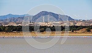 Flock of pink flamingos at the Larnaca salt lake, hills with windmills in background, Cyprus