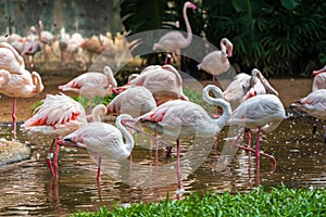 A flock of pink flamingos in the national Aves park, Brazil