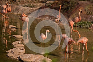 A flock of pink flamingos. One white bird among pink ones. Dissimilarities. Unusual. Uniqueness photo