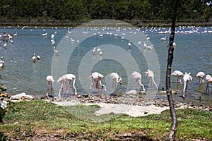 Flock of Pink Flamingos and Pelican in Sigean Wildlife Safari Park in France