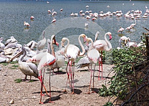 Flock of Pink Flamingos and Pelican in Sigean Wildlife Safari Park in France