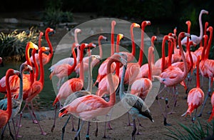 A flock of pink flamingos. Pink flamingo beauty birds. Caribbean flamingo. Big bird is relaxing enjoying the summertime