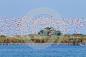 Flock of pink flamingos.Po river lagoon photo