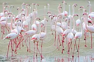 Flock of pink flamingos on the sand.