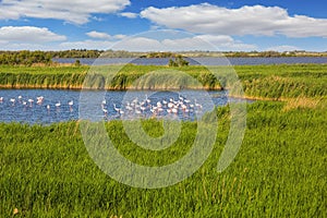 Flock of pink flamingos in the shallow lake