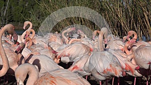 A flock of pink flamingos on the shore near the water.