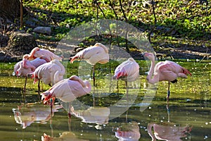 a flock of pink flamingos sleeping on a zoo pond