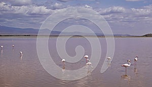 A flock of pink flamingos is standing and feeding in the lake