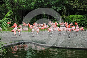 Flock of pink flamingos standing and resting near the water at the zoo