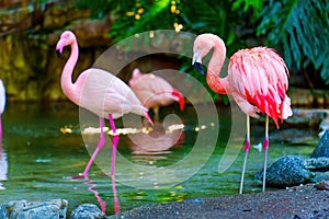 Flock of Pink Flamingos by the Water