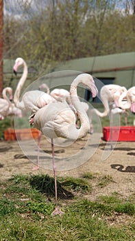 Flock of pink flamingos at the Zoo of Targu Mures Romania