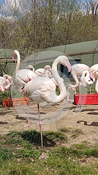 Flock of pink flamingos at the Zoo of Targu Mures Romania