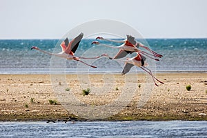 A flock of pink flying flamingos on the beach of Alexandroupolis Evros Greece, near to Delta Evros national park