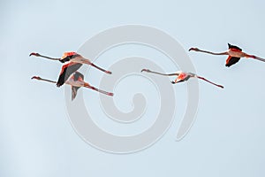 A flock of pink flying flamingos on the beach of Alexandroupolis Evros Greece, near to Delta Evros national park