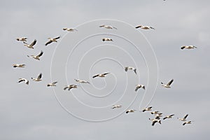 Flock of pink pelicans in the sky