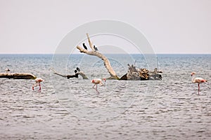 A flock of pink walking flamingos on the beach of Alexandroupolis Evros Greece, near to Delta Evros national park