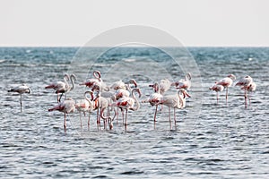 A flock of pink walking flamingos on the beach of Alexandroupolis Evros Greece, near to Delta Evros national park