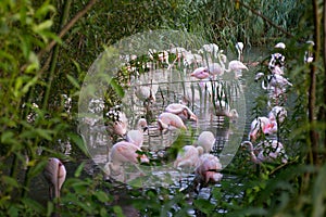 Flock of pink wild flamingo birds in water