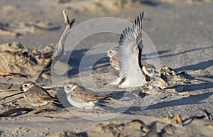 The flock of piping plovers (Charadrius melodus) getting rest at the beach, Galveston, Texas