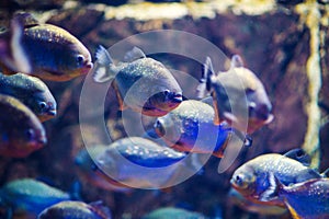 flock of piranhas swim