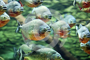 Flock of piranhas swim