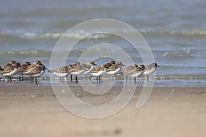 Flock of plovers standing in the water photo