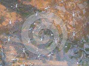 Flock of pond skaters in the river backwater