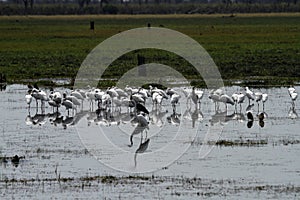 Flock of Preening Spoonbills photo