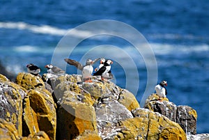 Flock of Puffins