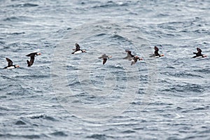 Flock of puffins skimming the waves