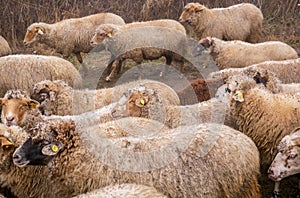 Flock of purebred sheeps are herded on dirt road for watering