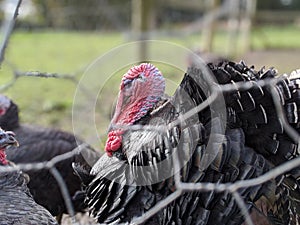 A flock or rafter of turkey's caged behind wire