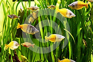 a flock of rainbow fish melanotenias boesman among algae in clear water