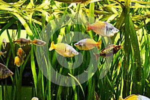 a flock of rainbow fish melanotenias boesman among algae in clear water
