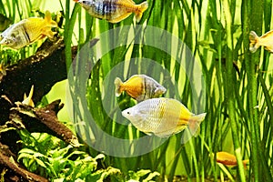 a flock of rainbow fish melanotenias boesman among algae in clear water