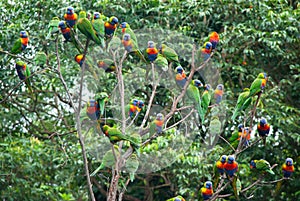 A flock of Rainbow Lorikeets