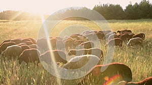 A flock of rams and sheep graze in the meadow and eat grass on a sunny day in summer at sunset