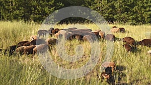 A flock of rams and sheep graze in the meadow and eat grass on a sunny day in summer at sunset