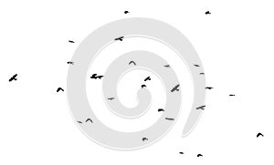 Rebano de cuervo observación de aves en blanco 