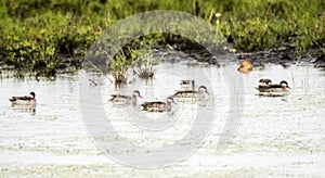Flock of Red-biled Ducks Teal Anas erythrorhyncha on a Small Pond
