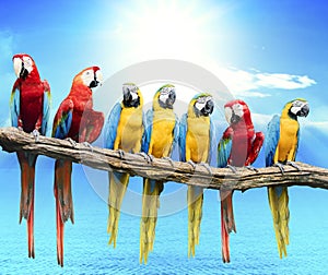 Flock of red and blue yellow macaw purching on dry tree branch i