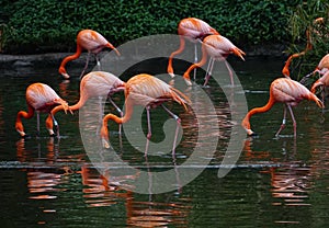 A flock of red flamingos on the pond,with green and dark background