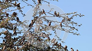 Flock of red-headed finches on a branch