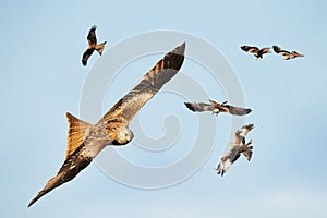 Flock of Red kites in flight